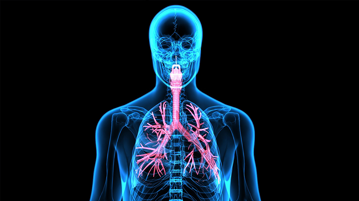 Дыхательная система человека анатомия